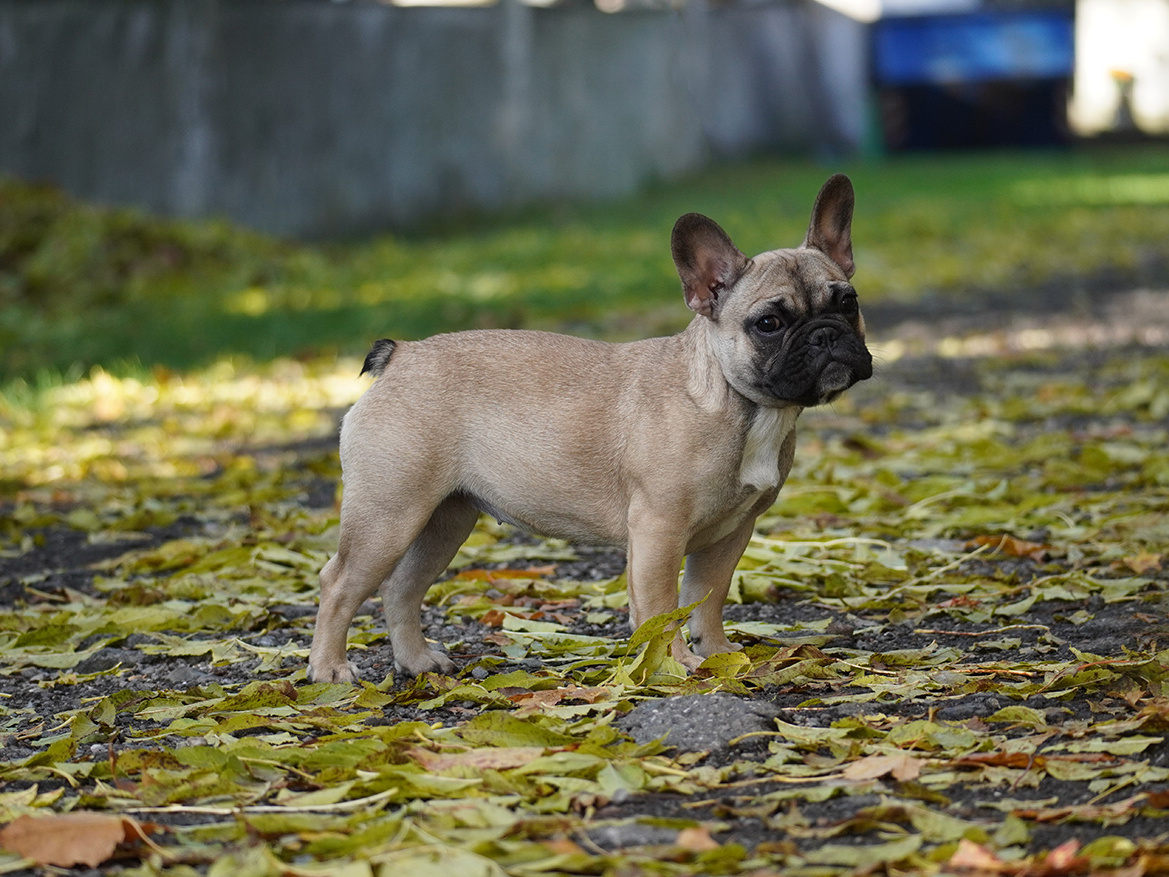 otec Gwen Lee Flash Frenchies